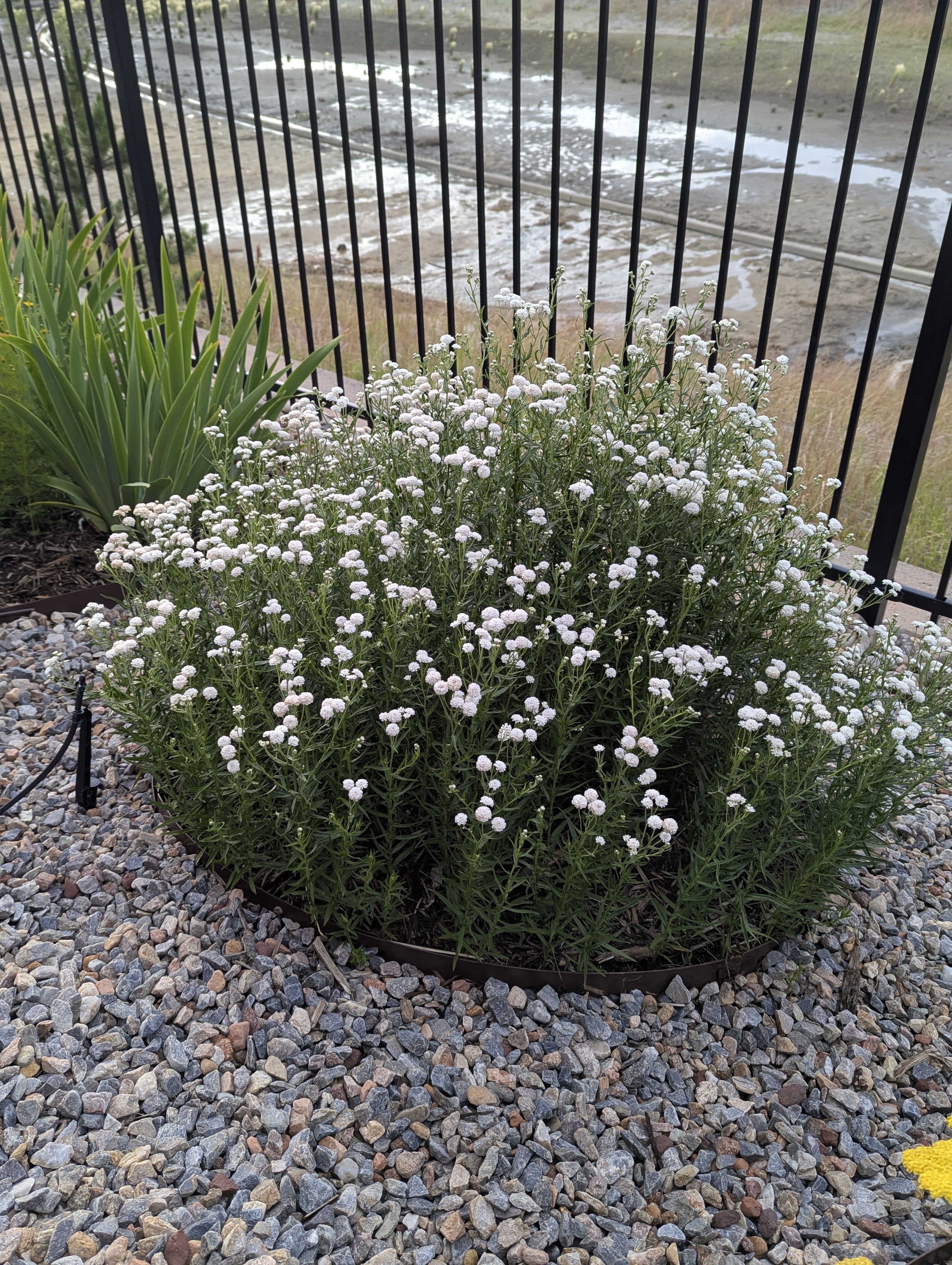 Garden, Morrison, Colorado